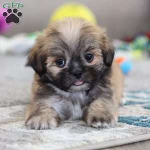 Taylor, Lhasa Apso Puppy